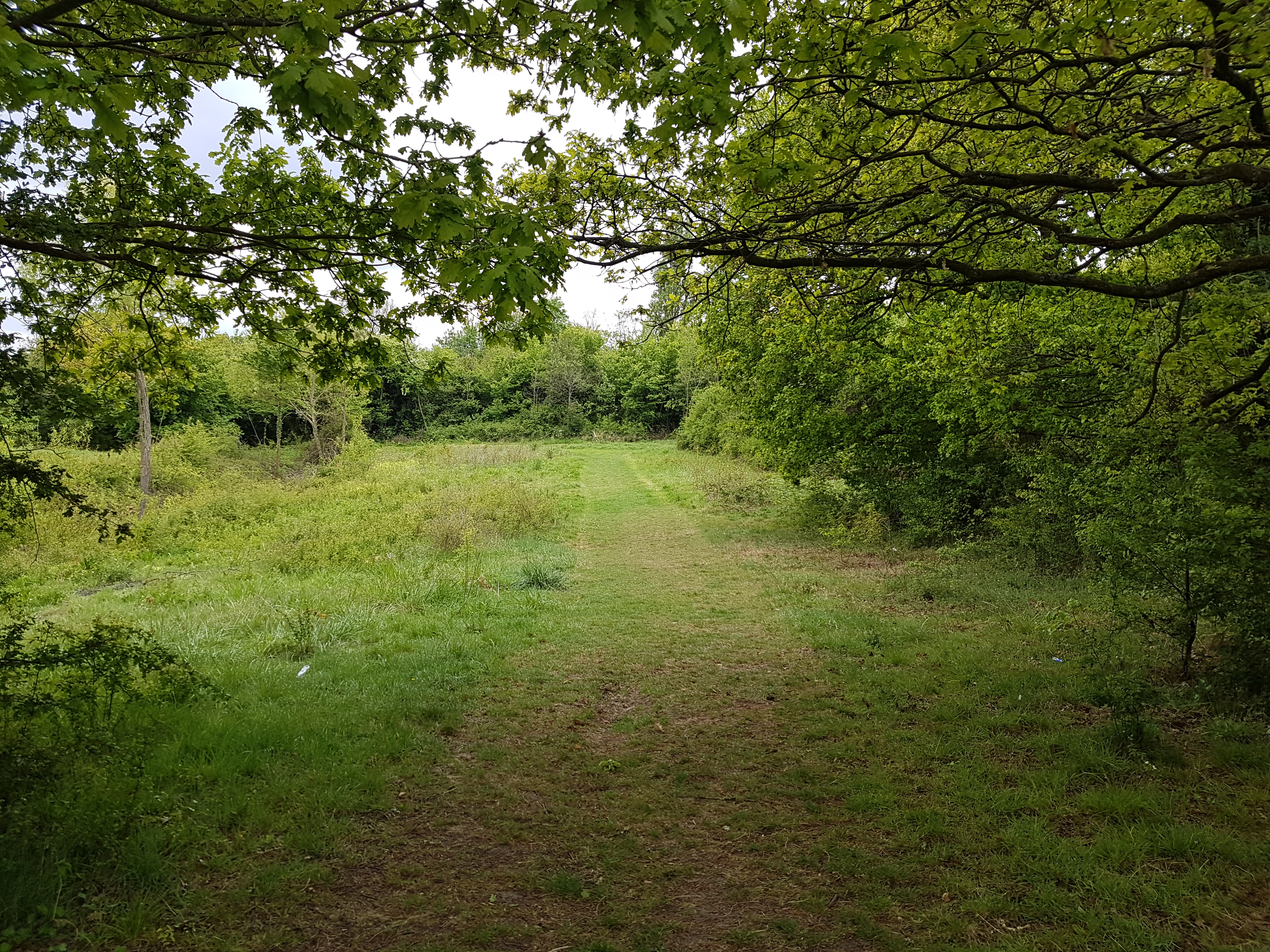 Vange Hill Dog Walker